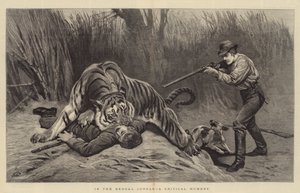 In de Bengalese Jungle, een Kritiek Moment